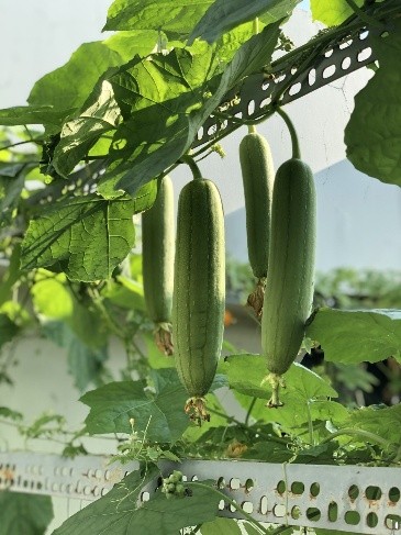 Cây Mướp – Thanh Mát Bổ Dưỡng Và Bài Thuốc Hỗ Trợ Trị Nám Da