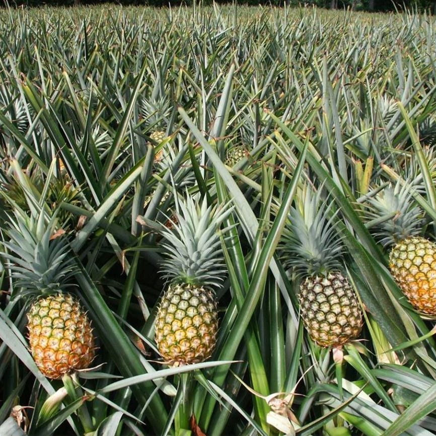 Cây Dứa (Ananas) – Hương Vị Nhiệt Đới Và Bài Thuốc Hỗ Trợ Điều Trị Sỏi Thận