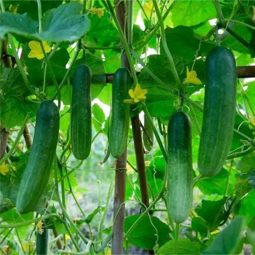 Cây Dưa Leo – Thanh Mát Bổ Dưỡng Và Những Lợi Ích Sức Khỏe