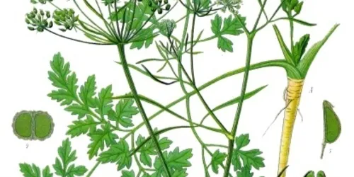 Plant Guide image