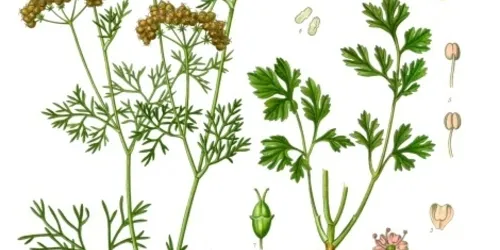 Plant Guide image
