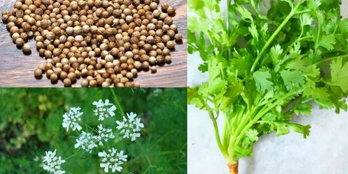 Plant Guide image