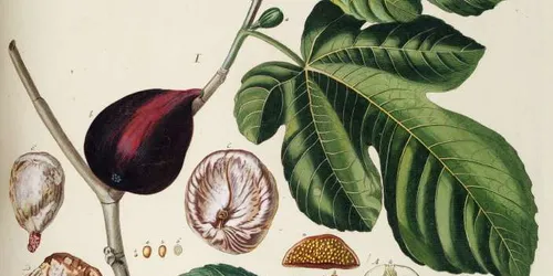 Plant Guide image