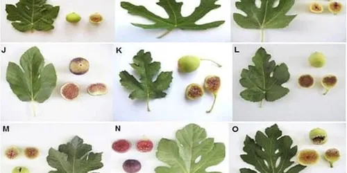 Plant Guide image