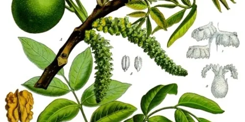 Plant Guide image