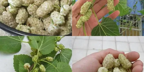 Plant Guide image