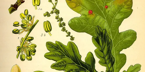 Plant Guide image