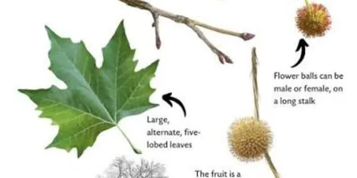Plant Guide image