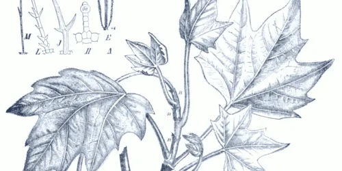 Plant Guide image
