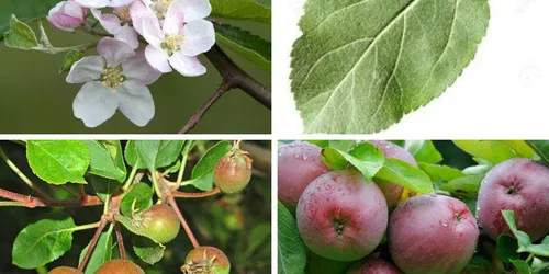 Plant Guide image