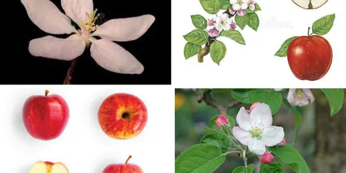 Plant Guide image