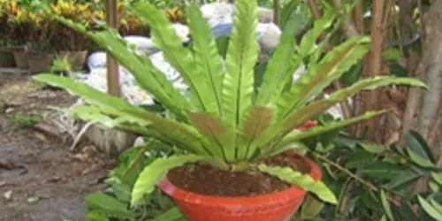 Helecho Nido de Pájaro – Características, Usos y Remedio Popular Contra la Caída del Cabello