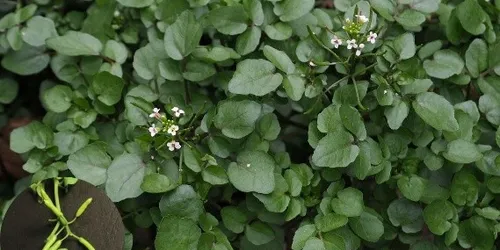 Cây Cải Xoong – Đặc Điểm, Công Dụng Và Bài Thuốc Hỗ Trợ Sỏi Thận