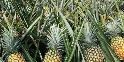 Cây Dứa (Ananas) – Hương Vị Nhiệt Đới Và Bài Thuốc Hỗ Trợ Điều Trị Sỏi Thận