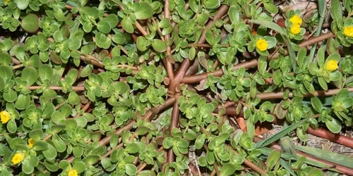 Cây Rau Sam – Vị Thuốc Từ Thiên Nhiên Và Những Lợi Ích Sức Khỏe