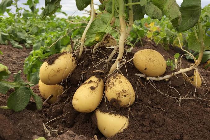 Patates – Altın Temel Gıda ve Sağlık Faydaları