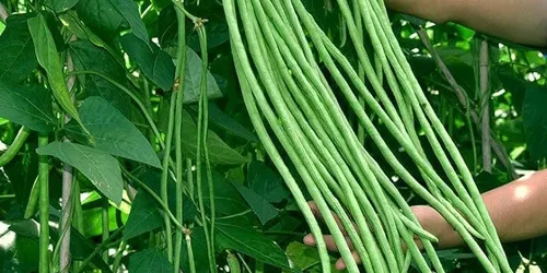 Cây Đậu Đũa – Quả Xanh Dinh Dưỡng Và Những Lợi Ích Sức Khỏe