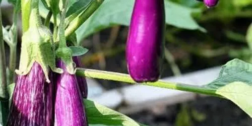 Cây Cà Tím – Quả Tím Dinh Dưỡng Và Những Lợi Ích Sức Khỏe