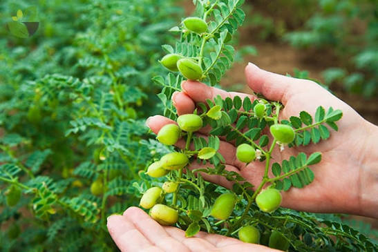 Cây Đậu Gà – Hạt Vàng Dinh Dưỡng Và Những Lợi Ích Sức Khỏe