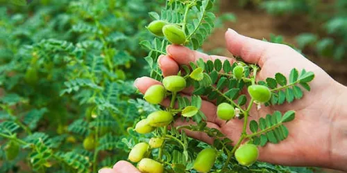 Cây Đậu Gà – Hạt Vàng Dinh Dưỡng Và Những Lợi Ích Sức Khỏe