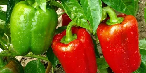 Cây Ớt Chuông – Quả Ngọt Dinh Dưỡng Và Những Lợi Ích Sức Khỏe