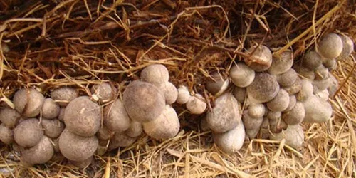 Seta de Paja – Alimento Nutritivo y Beneficios para la Salud