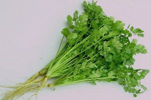 Cây Mùi Ta – Gia Vị Xanh Truyền Thống Và Những Công Dụng Tuyệt Vời