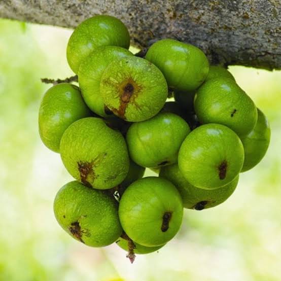 Cây Sung Nếp – Loại Quả Dân Dã Và Những Công Dụng Tuyệt Vời