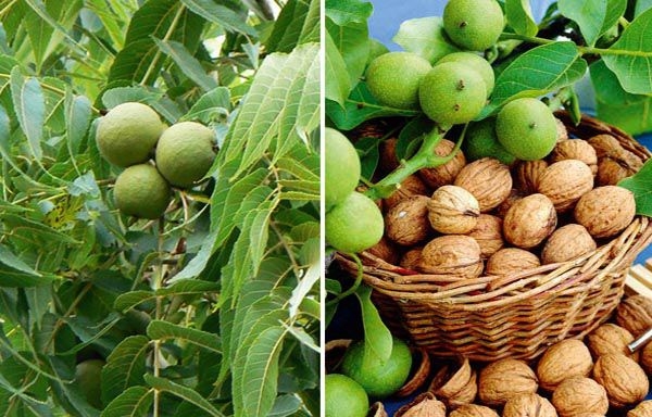 Cây Óc Chó – Vua Của Các Loại Hạt Và Những Công Dụng Tuyệt Vời