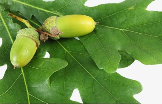 Cây Sồi – Biểu Tượng Của Sức Mạnh Và Những Công Dụng Tuyệt Vời