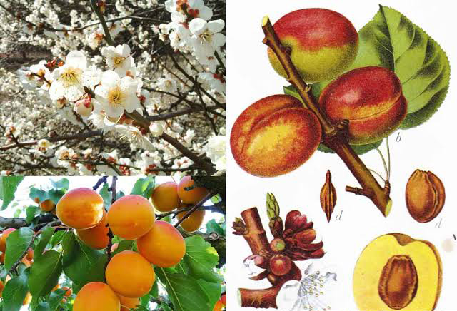 Cây Mơ – Sắc Hồng Mùa Xuân Và Những Công Dụng Tuyệt Vời