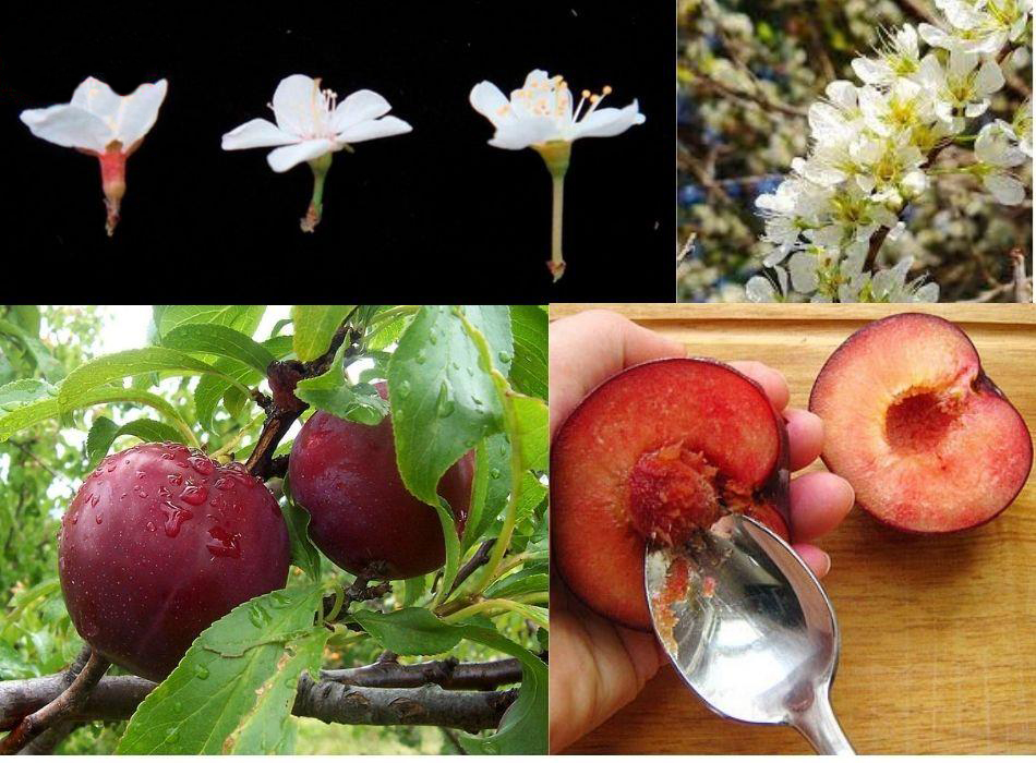 Cây Mận – Sắc Tím Mùa Hè Và Những Công Dụng Tuyệt Vời